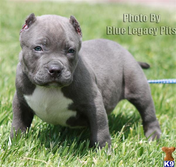 Puppies in Riverside